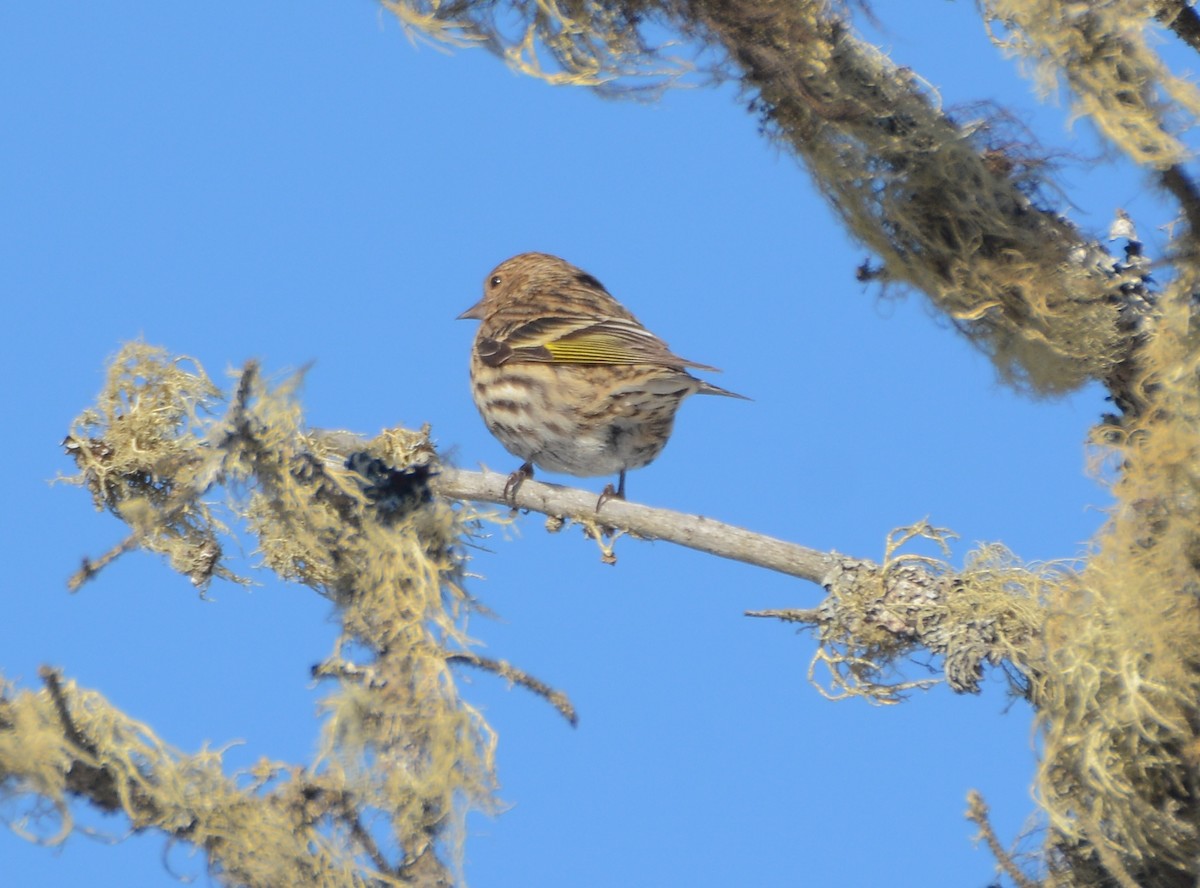 Pine Siskin - ML83368541