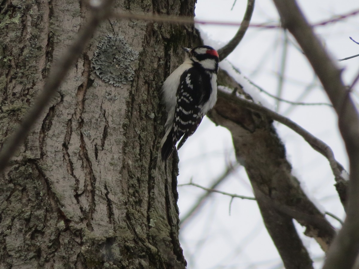 Downy Woodpecker - ML83369951