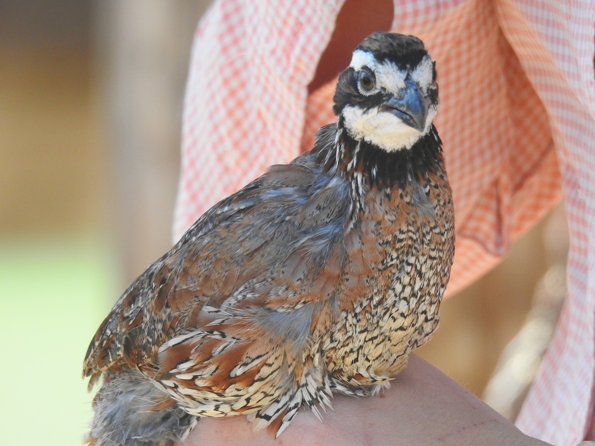 Northern Bobwhite - ML83370831