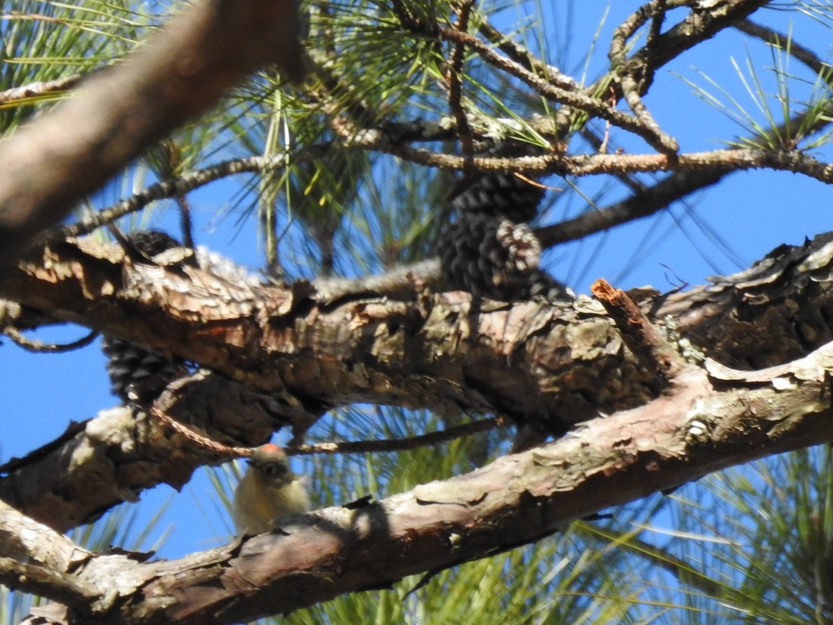 Ruby-crowned Kinglet - ML83370861