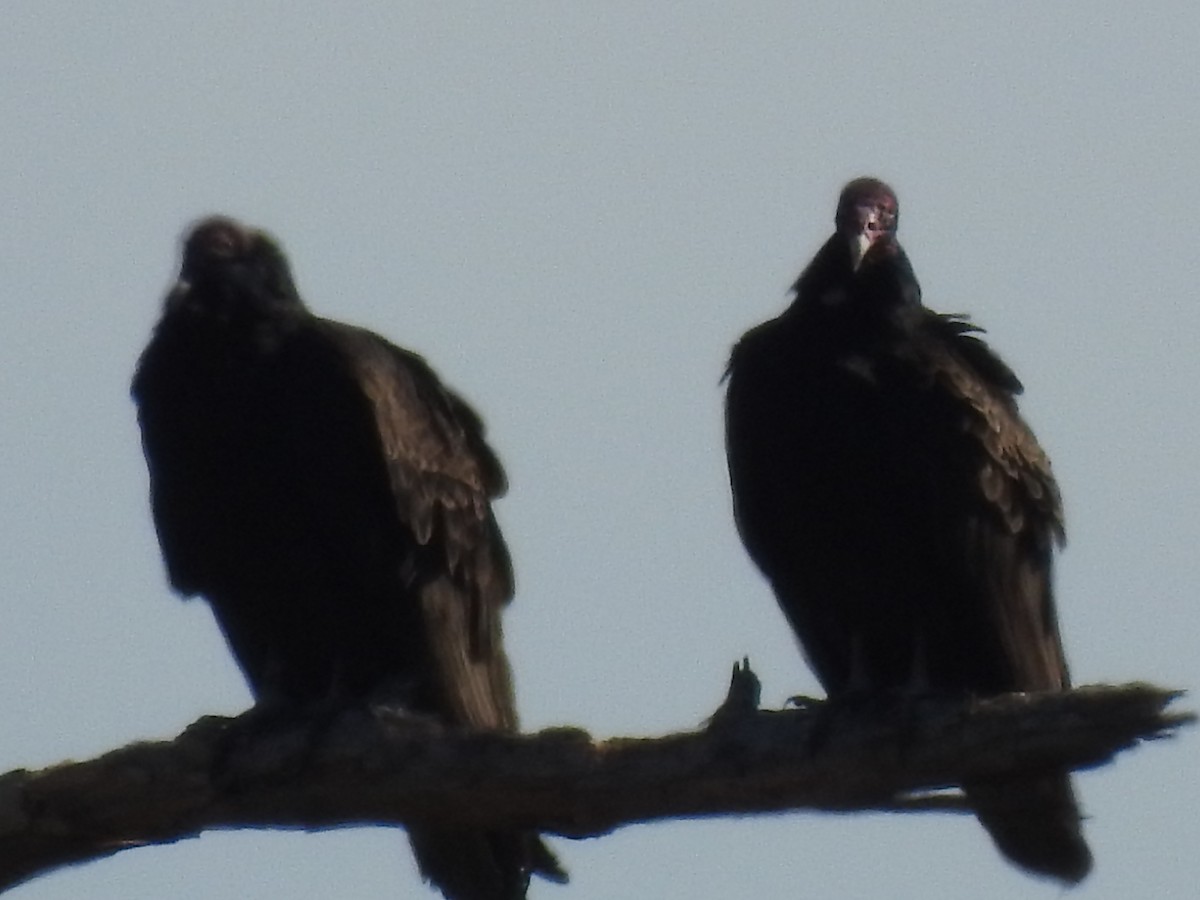 Turkey Vulture - ML83371101