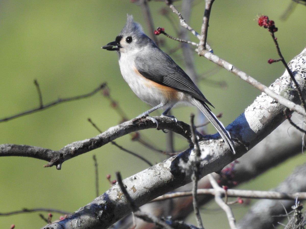 Tufted Titmouse - ML83371501