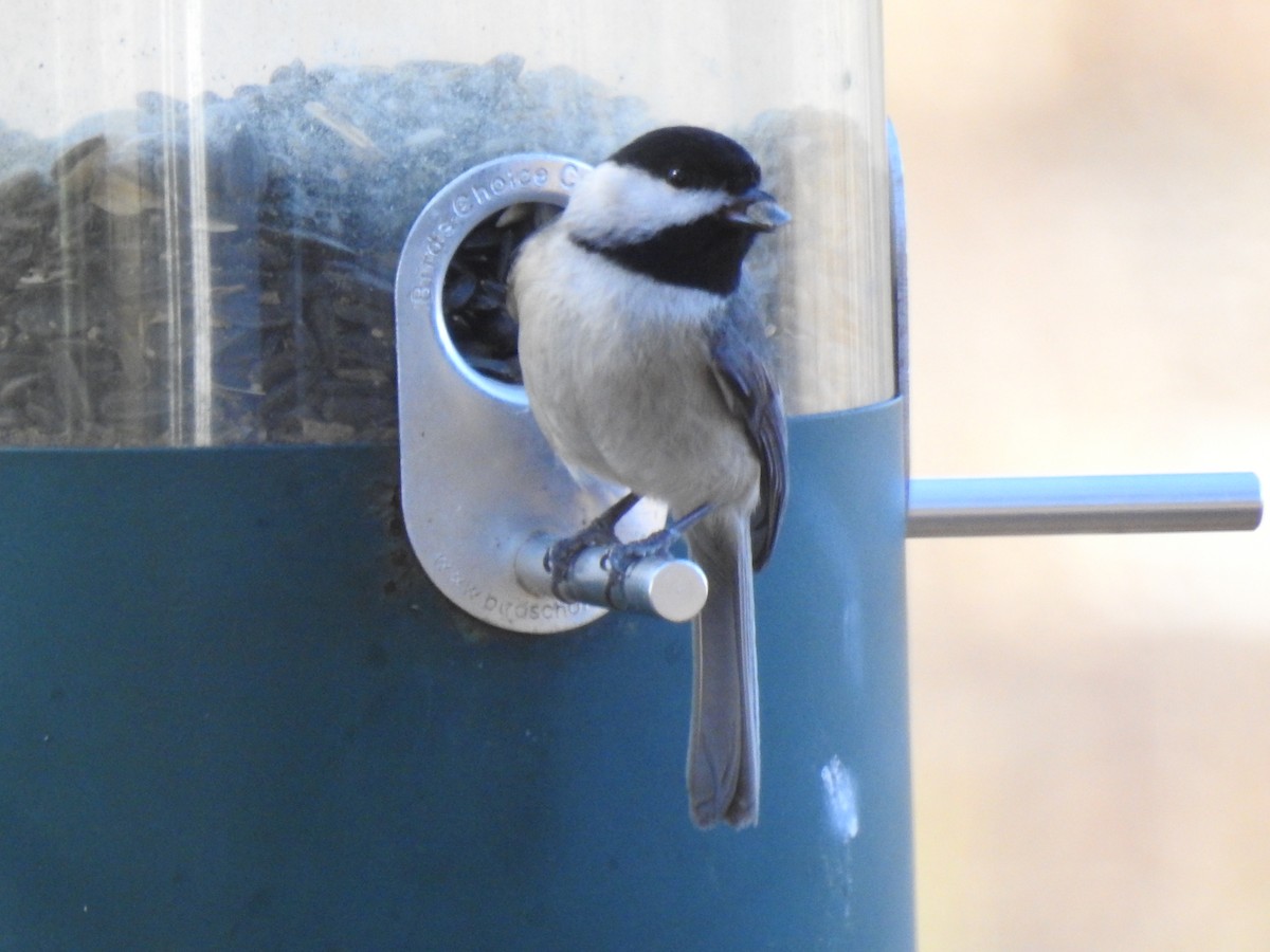 Carolina Chickadee - ML83371571