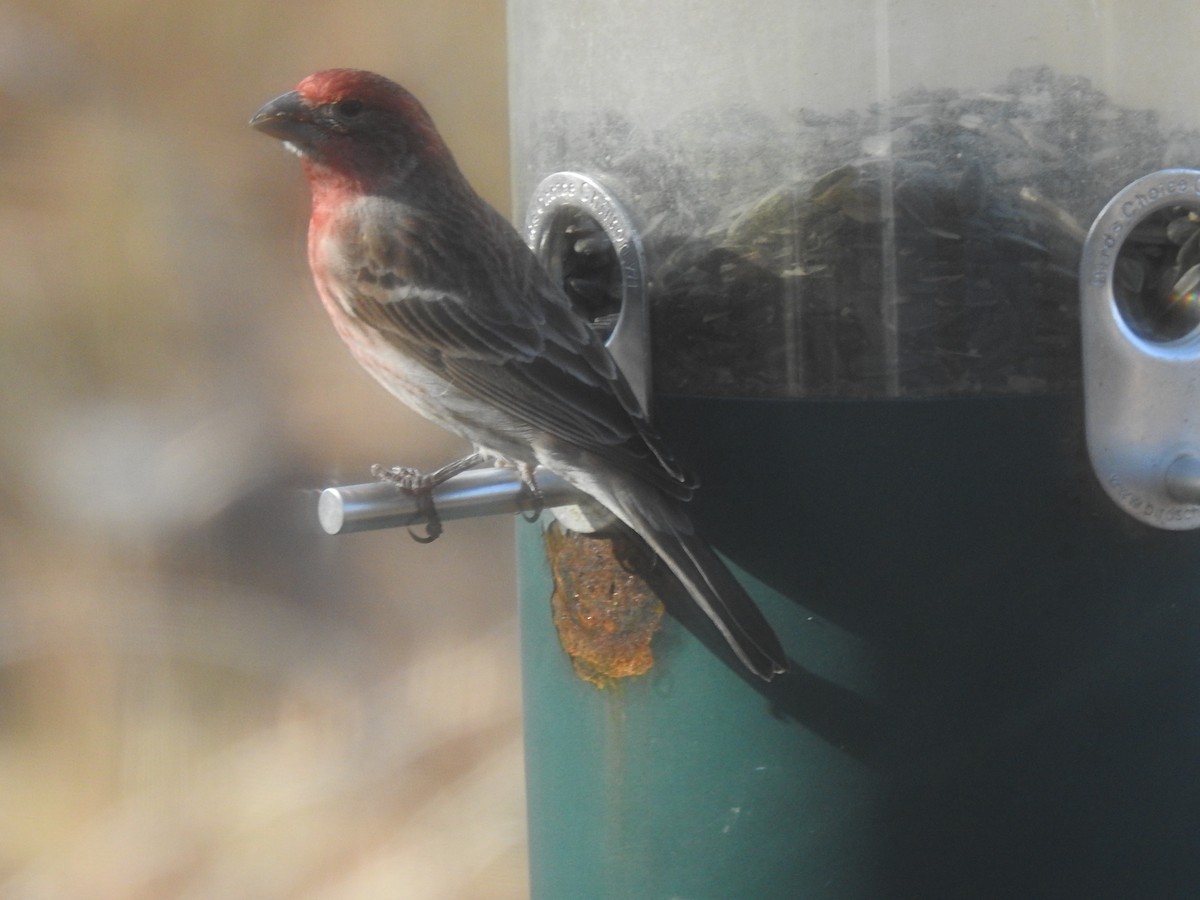 House Finch - ML83371681