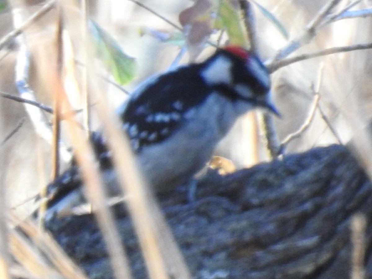 Downy Woodpecker - ML83371901