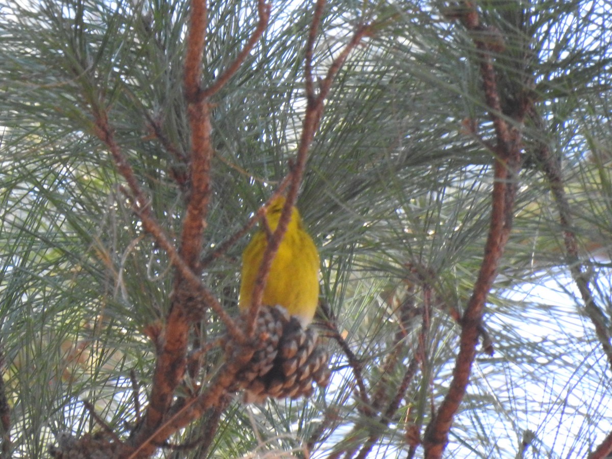 Pine Warbler - ML83371981