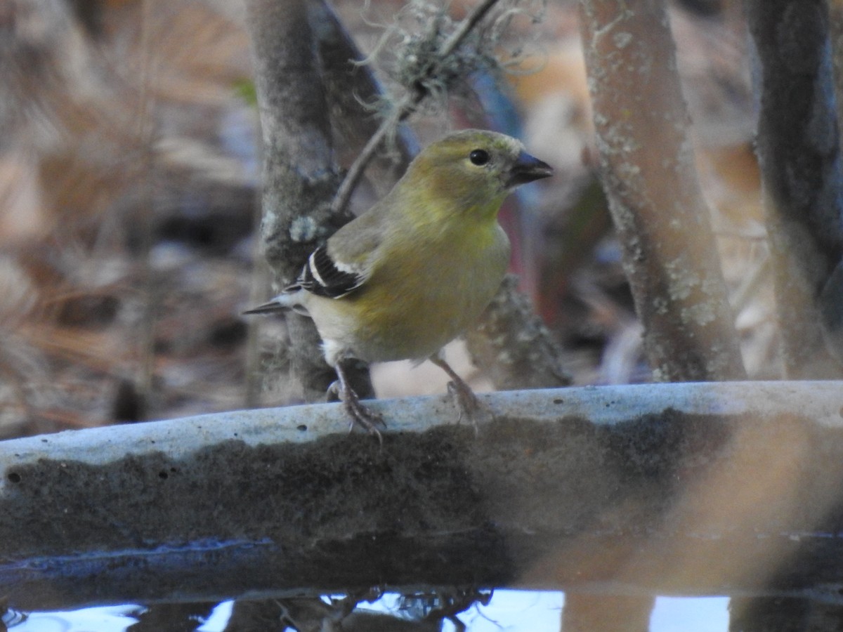 American Goldfinch - ML83372281