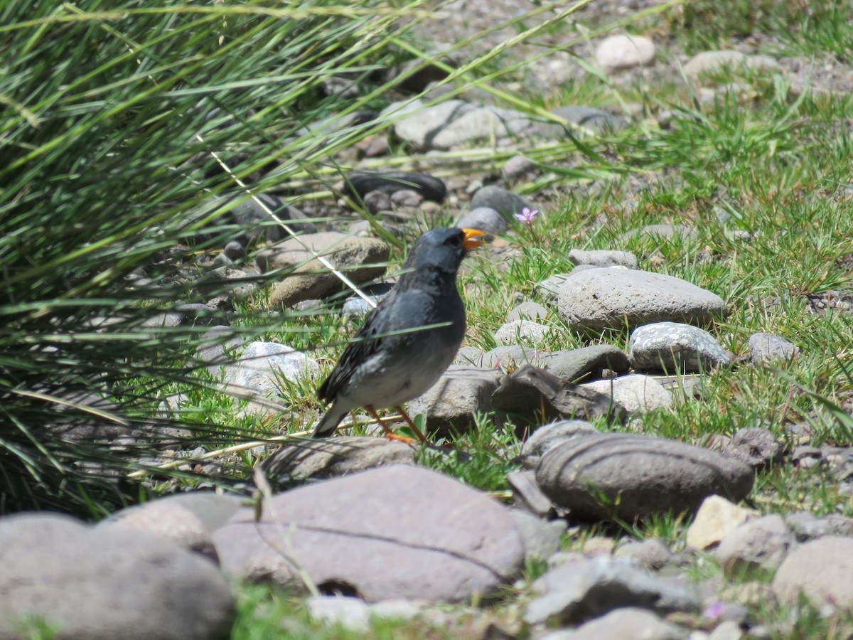 Band-tailed Sierra Finch - David  Samata Flores