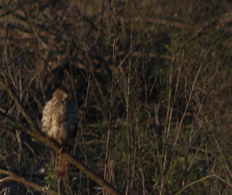 Cooper's Hawk - ML83373441