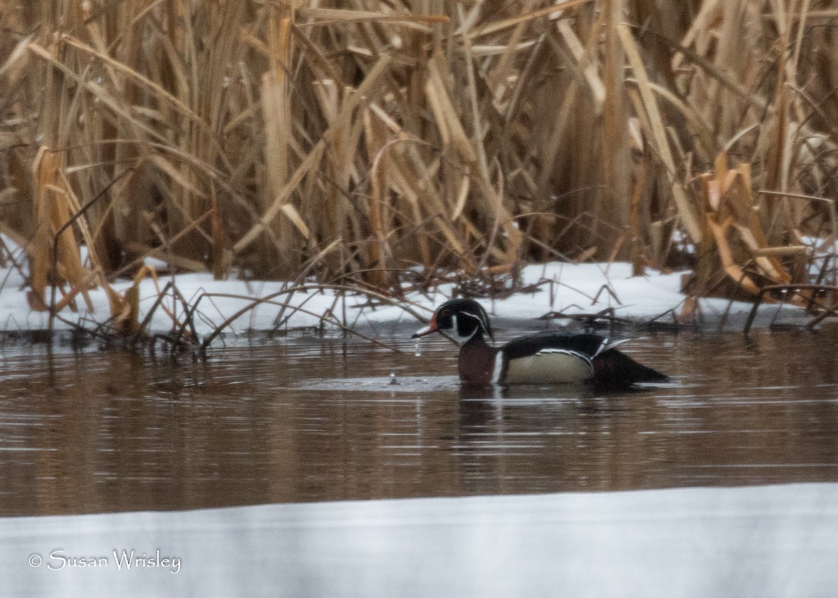 Wood Duck - ML83373451