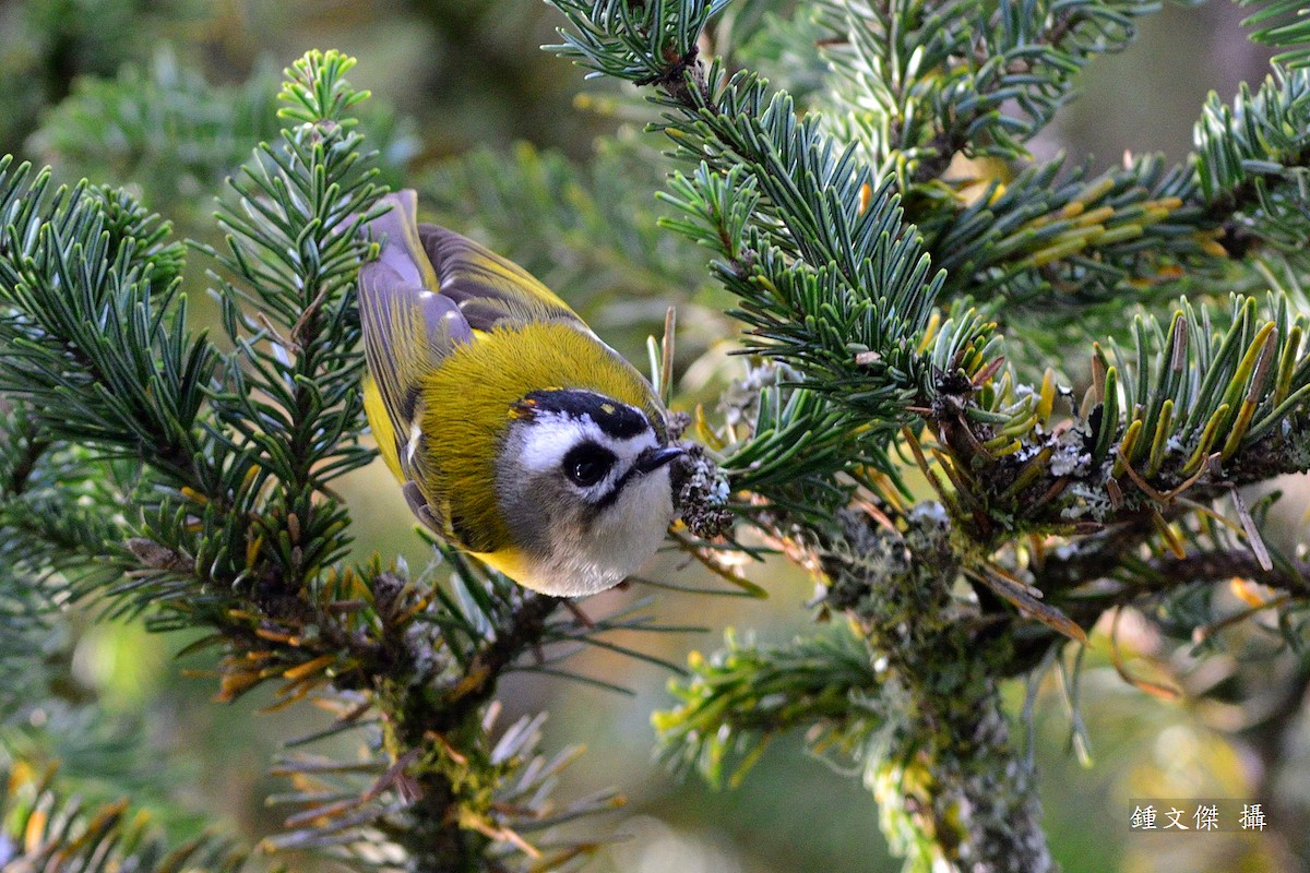 Flamecrest - 文傑 CHUNG