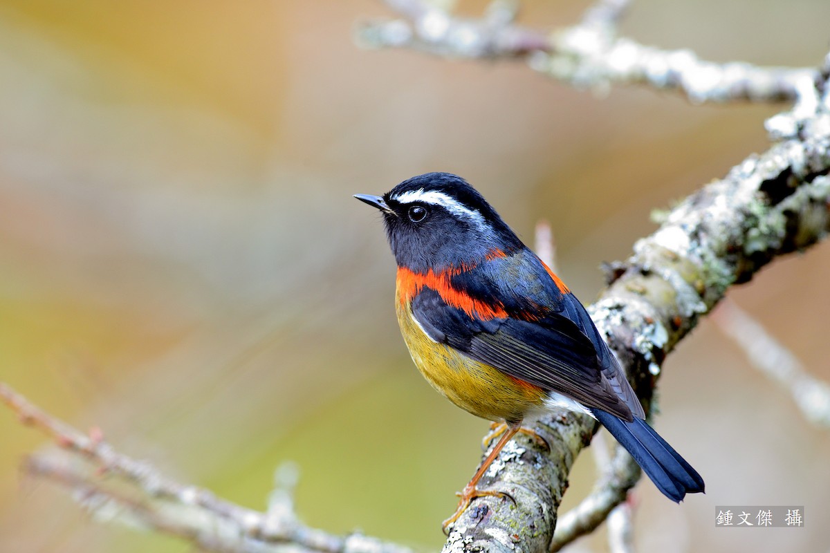 Collared Bush-Robin - ML83374001