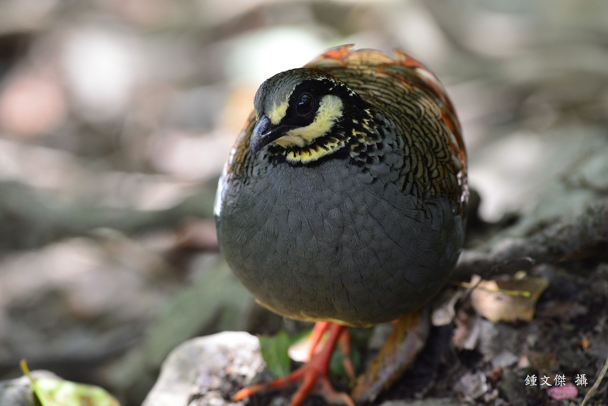 Taiwan Partridge - 文傑 CHUNG