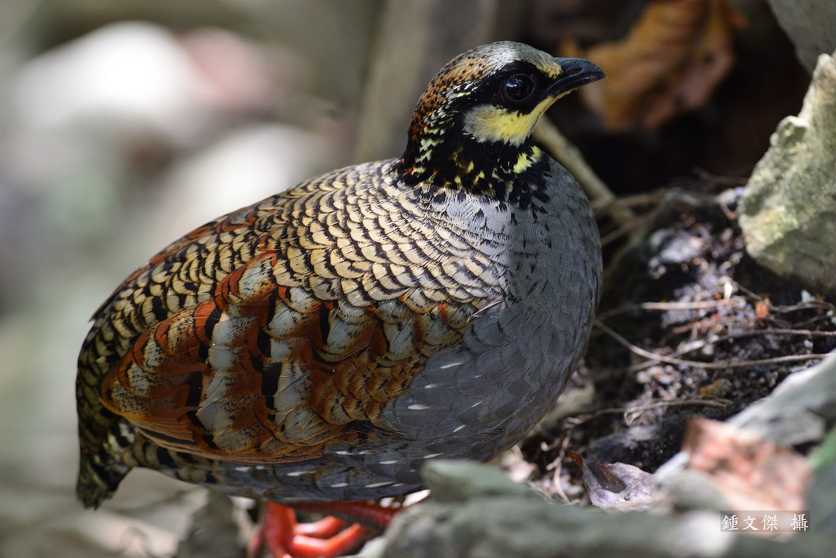 Taiwan Partridge - 文傑 CHUNG