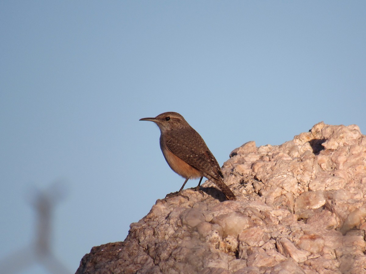 Rock Wren - Diana Figueroa Egurrola