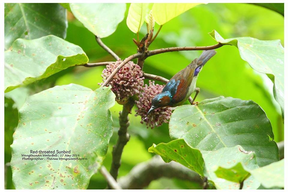 Red-throated Sunbird - ML83379131