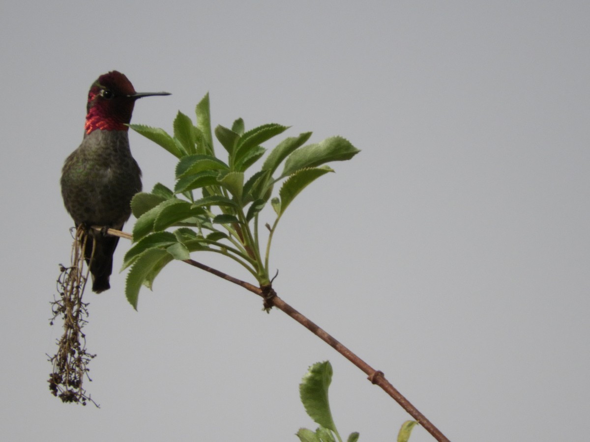 Anna's Hummingbird - Yvonne Burch-Hartley