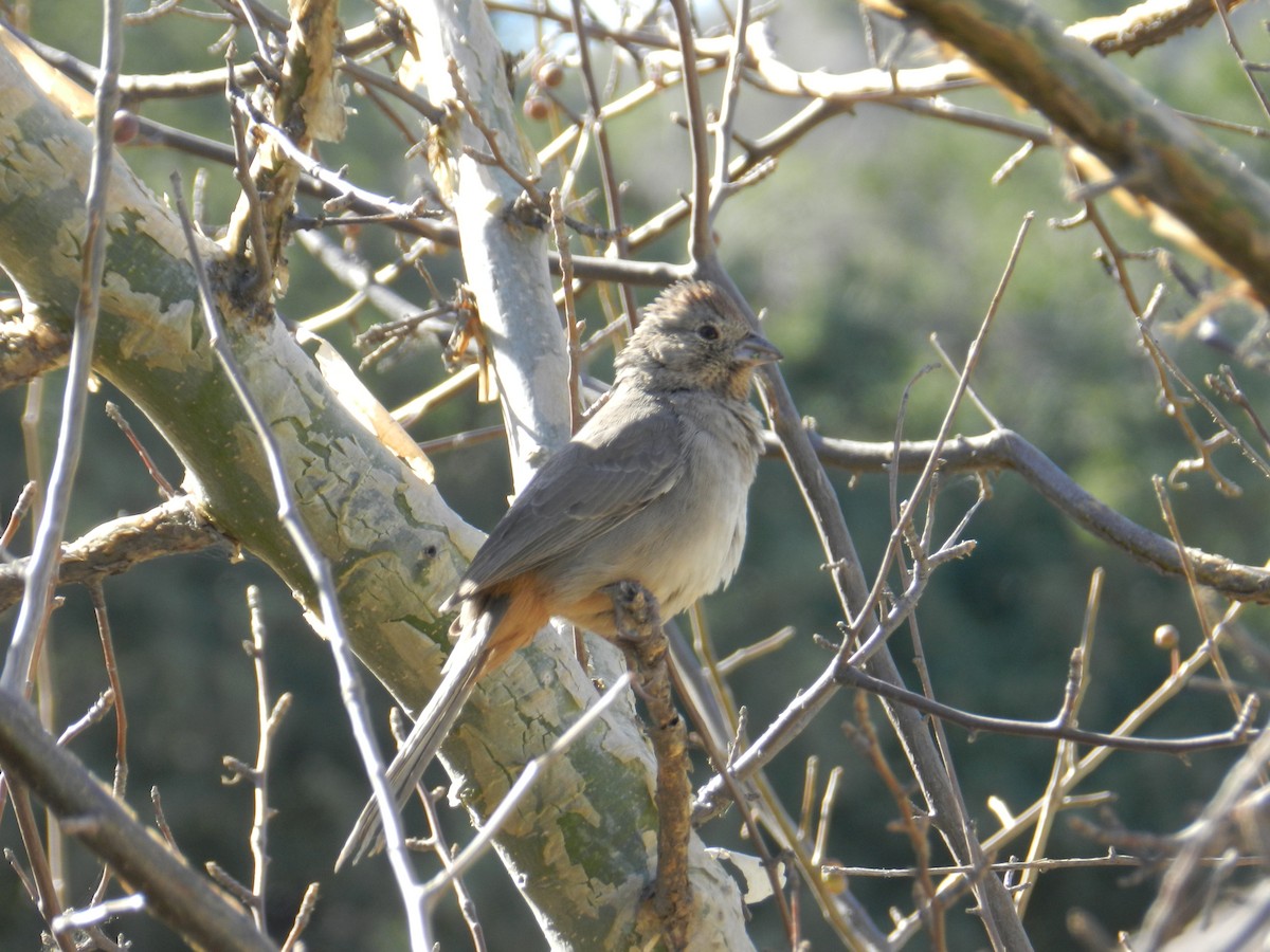 Canyon Towhee - Elyana Perez