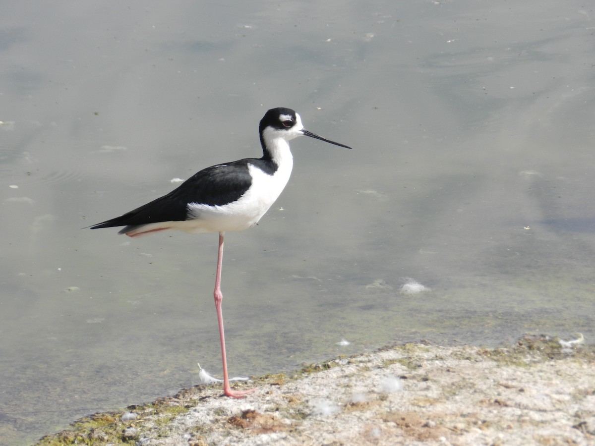 Schwarznacken-Stelzenläufer - ML83382461