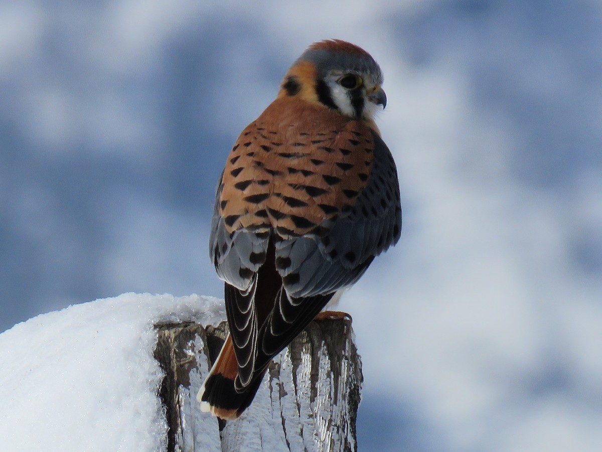 American Kestrel - ML83383051