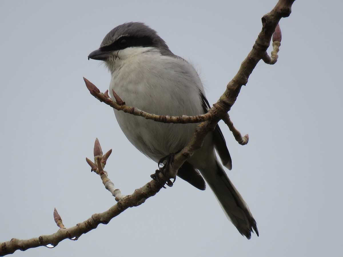 Loggerhead Shrike - ML83384231