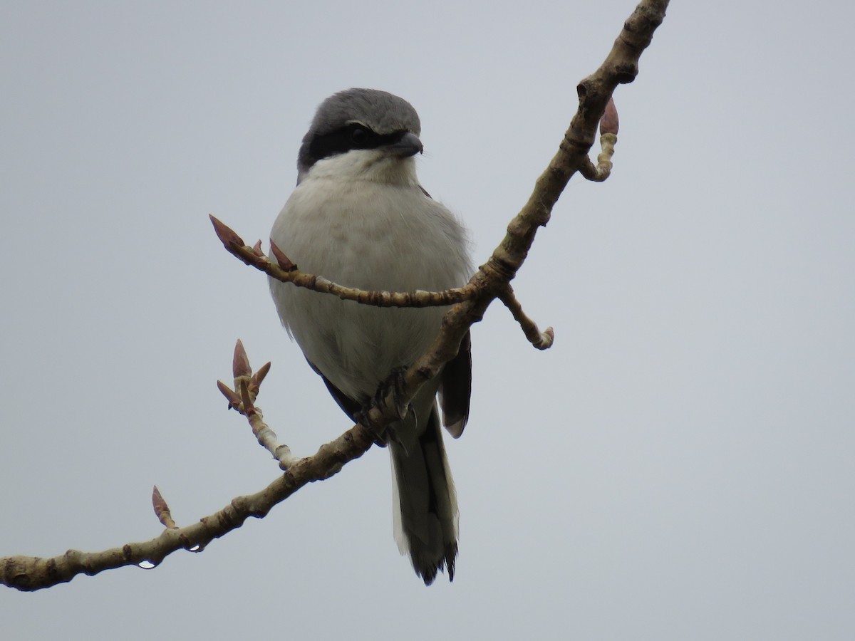 Loggerhead Shrike - ML83384241