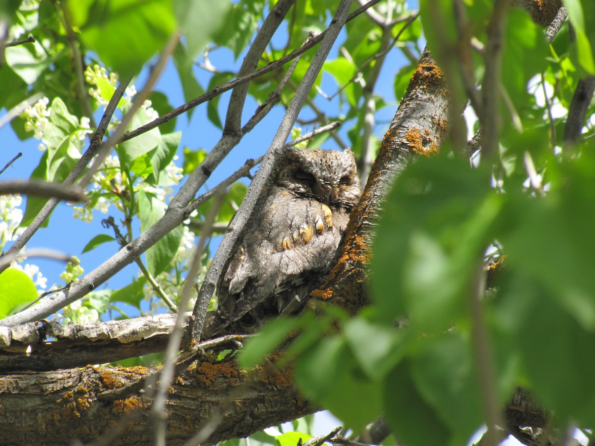 Flammulated Owl - ML83384671