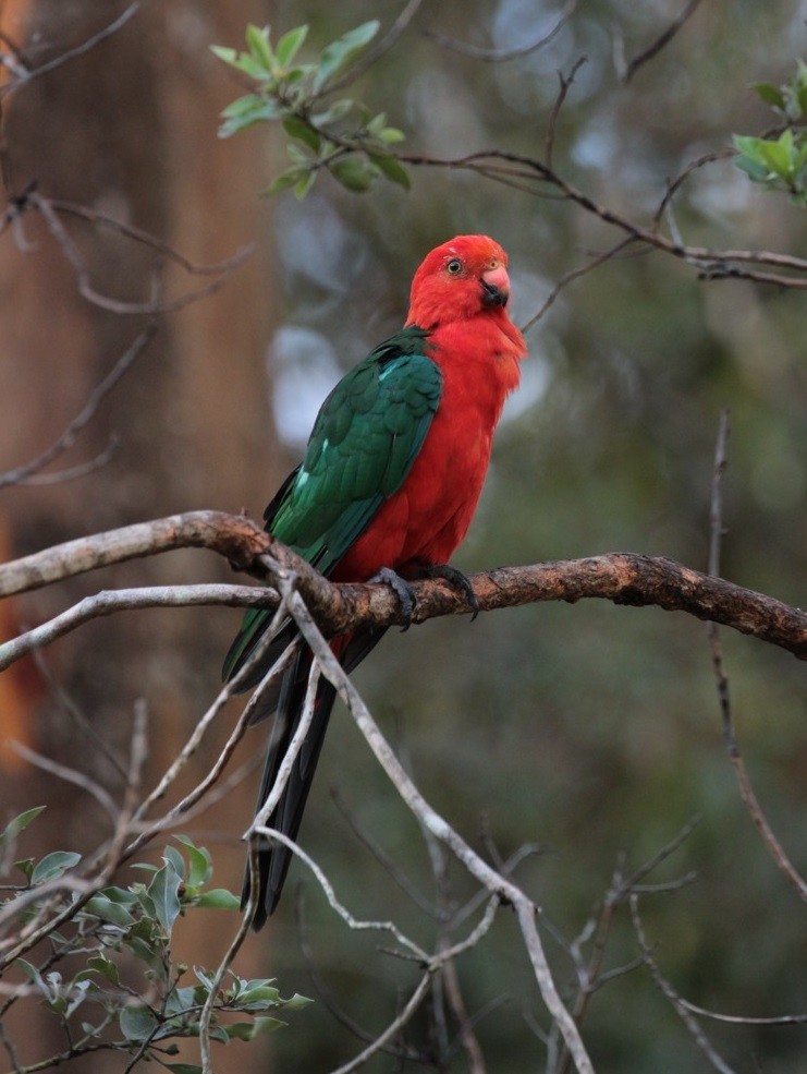 Australian King-Parrot - ML83386371