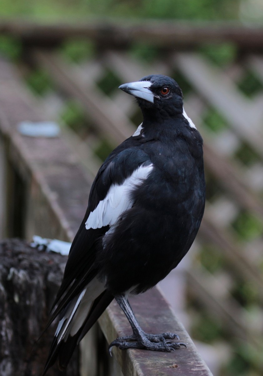 Australian Magpie - ML83386431