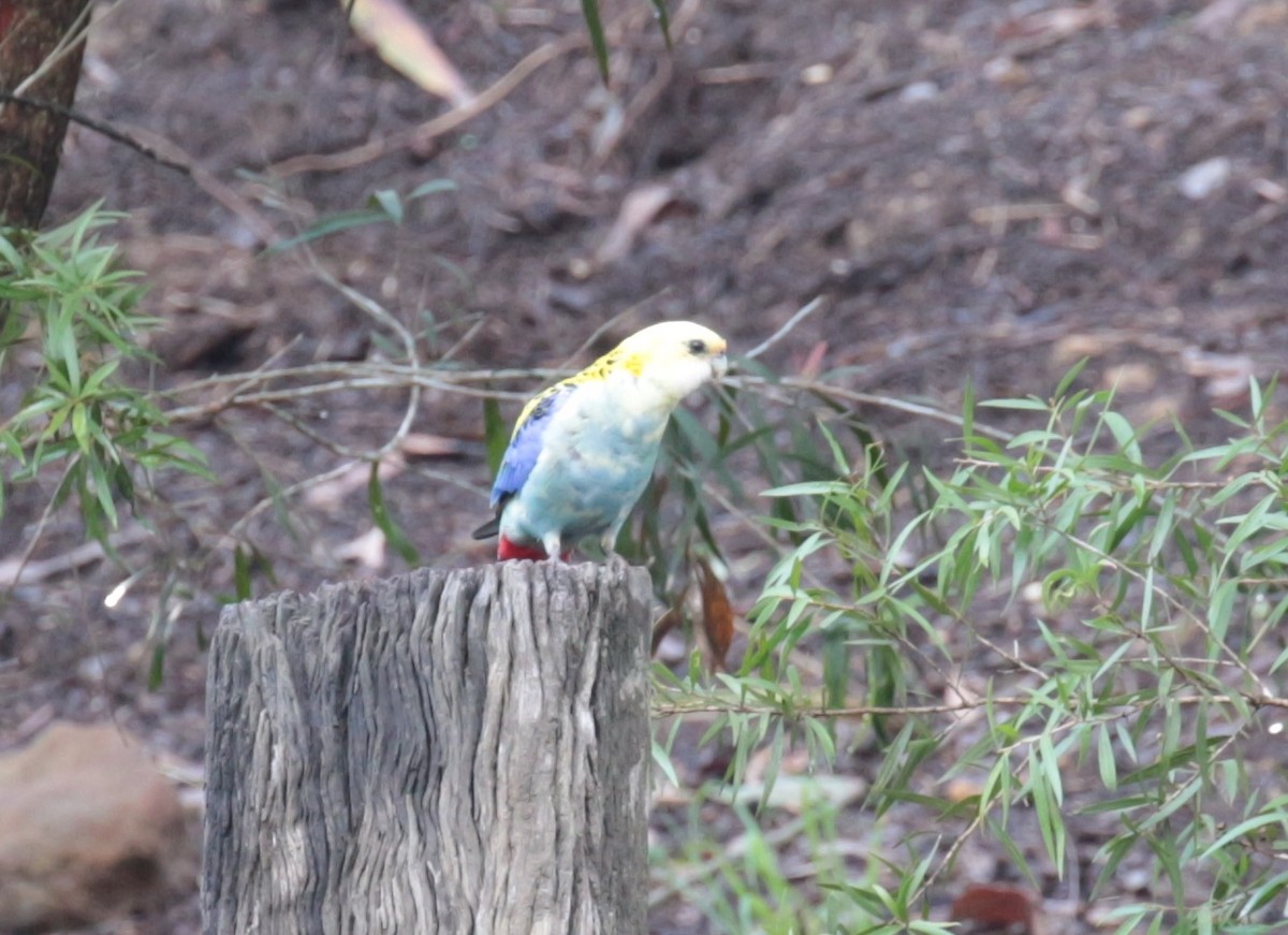 Pale-headed Rosella - ML83386461