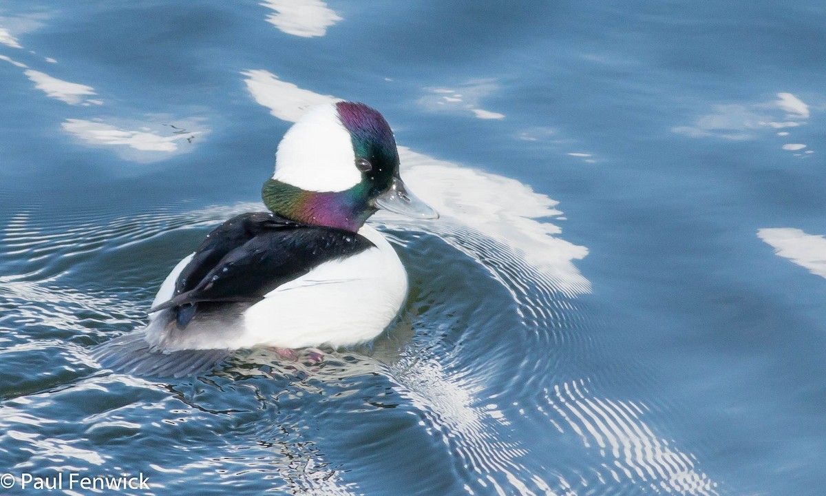 Bufflehead - Paul Fenwick