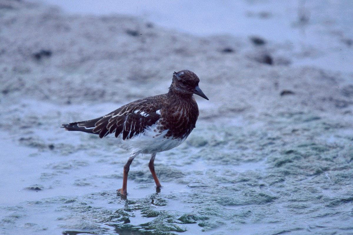 Black Turnstone - ML83387121