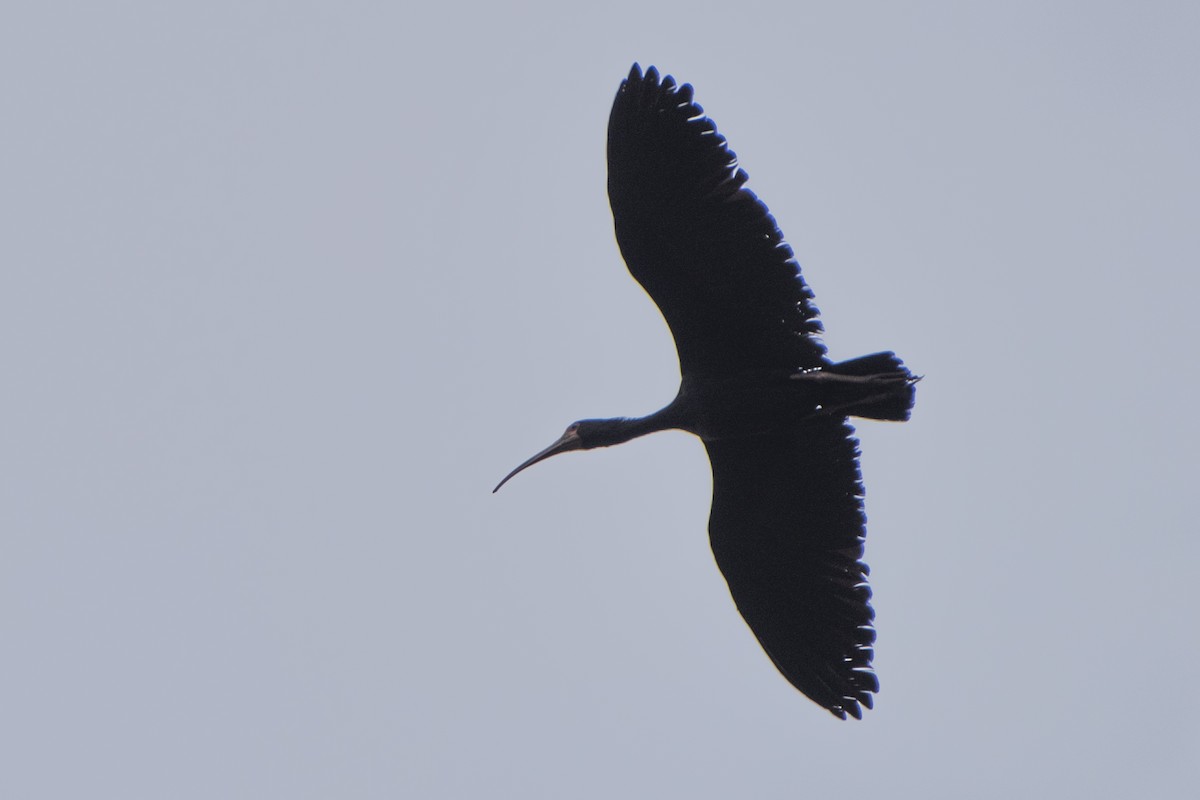 Ibis à face nue - ML83387411