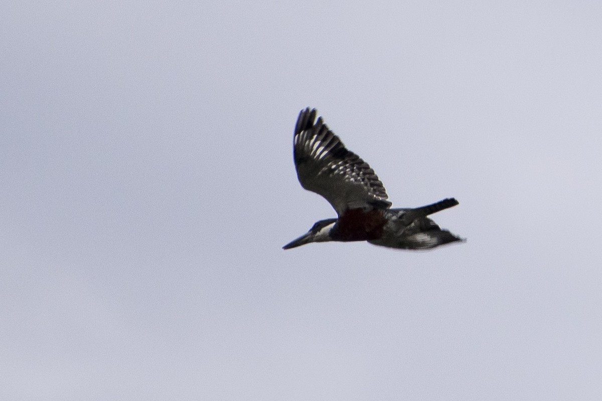 Ringed Kingfisher - ML83387421