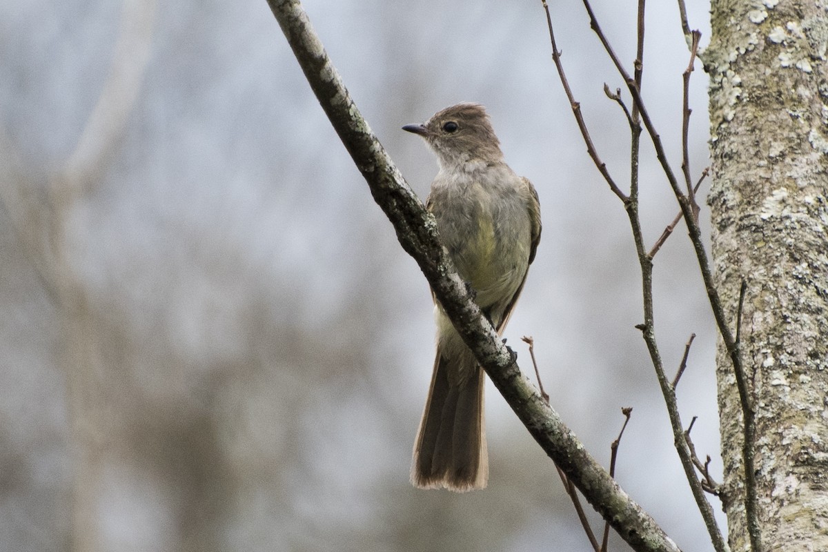 Large Elaenia - Luiz Carlos Ramassotti