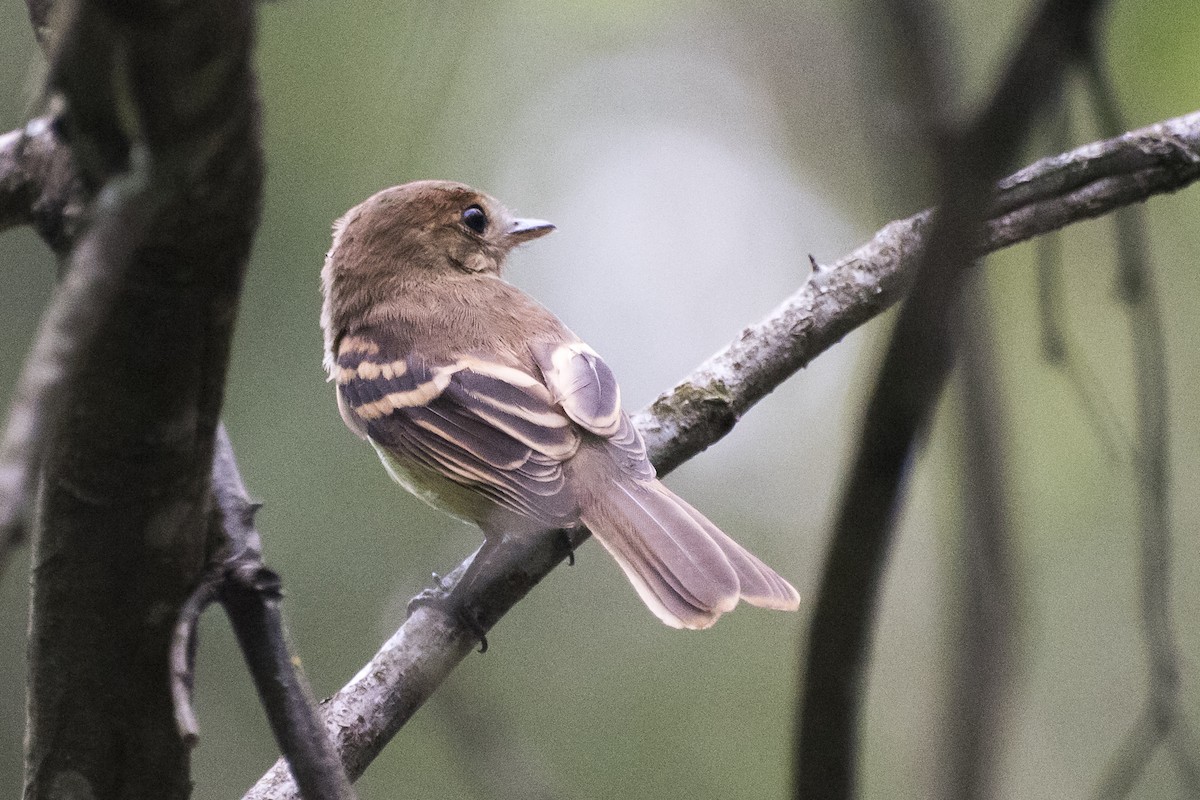 Bran-colored Flycatcher - ML83387561