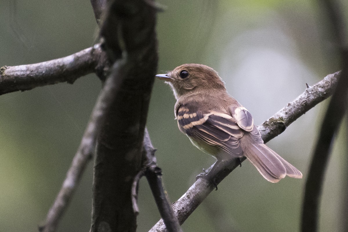 Bran-colored Flycatcher - Luiz Carlos Ramassotti