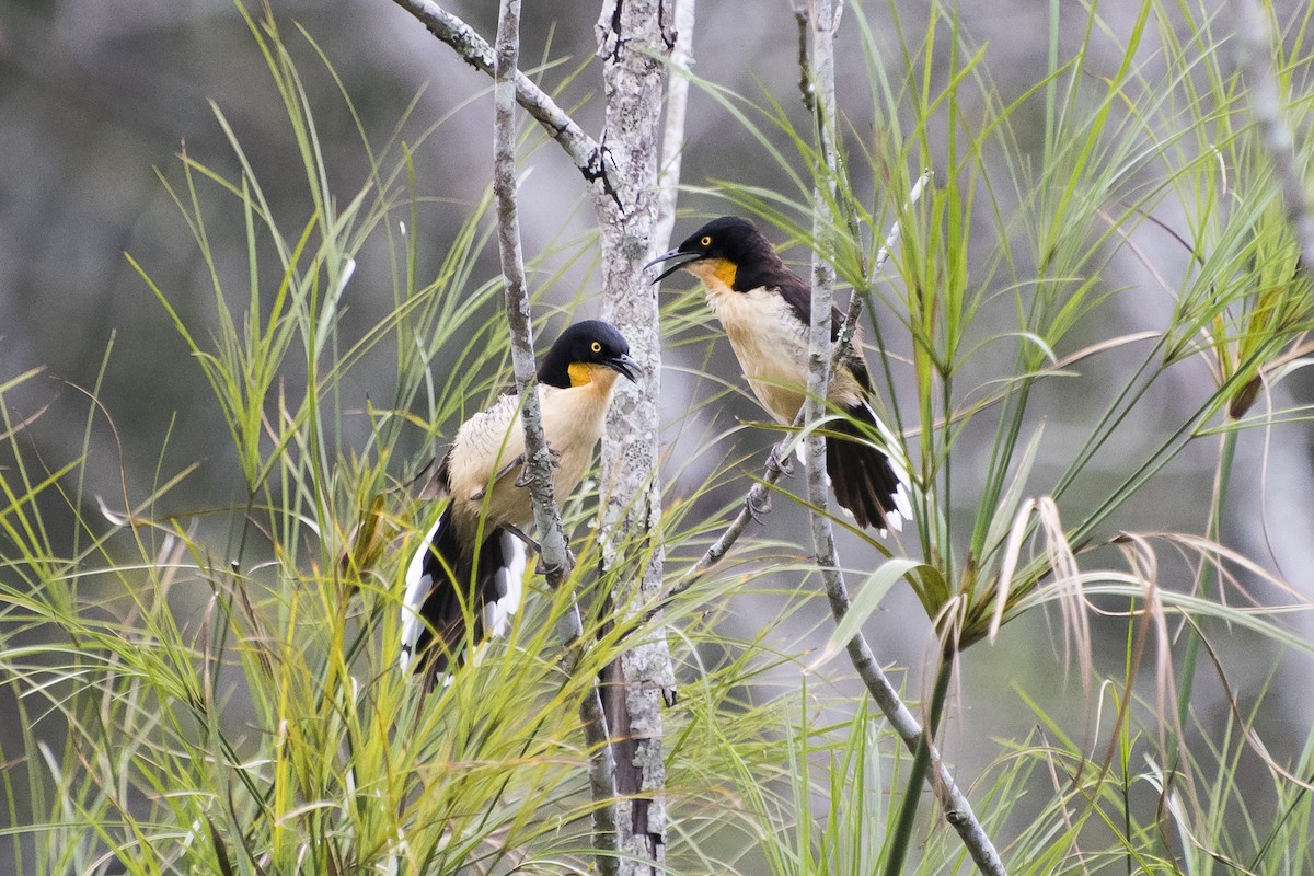 Black-capped Donacobius - ML83387581