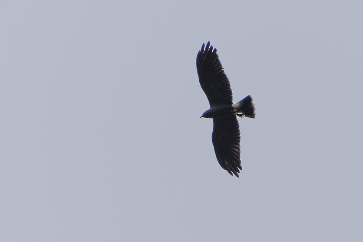 Snail Kite - ML83387641