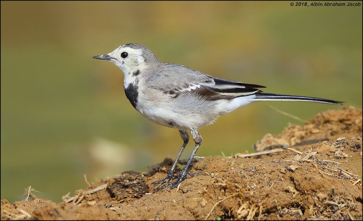 White Wagtail - ML83388321