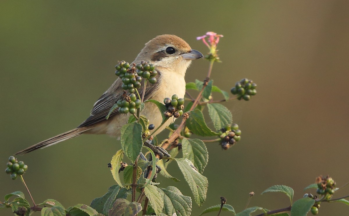 Brown Shrike - ML83390031