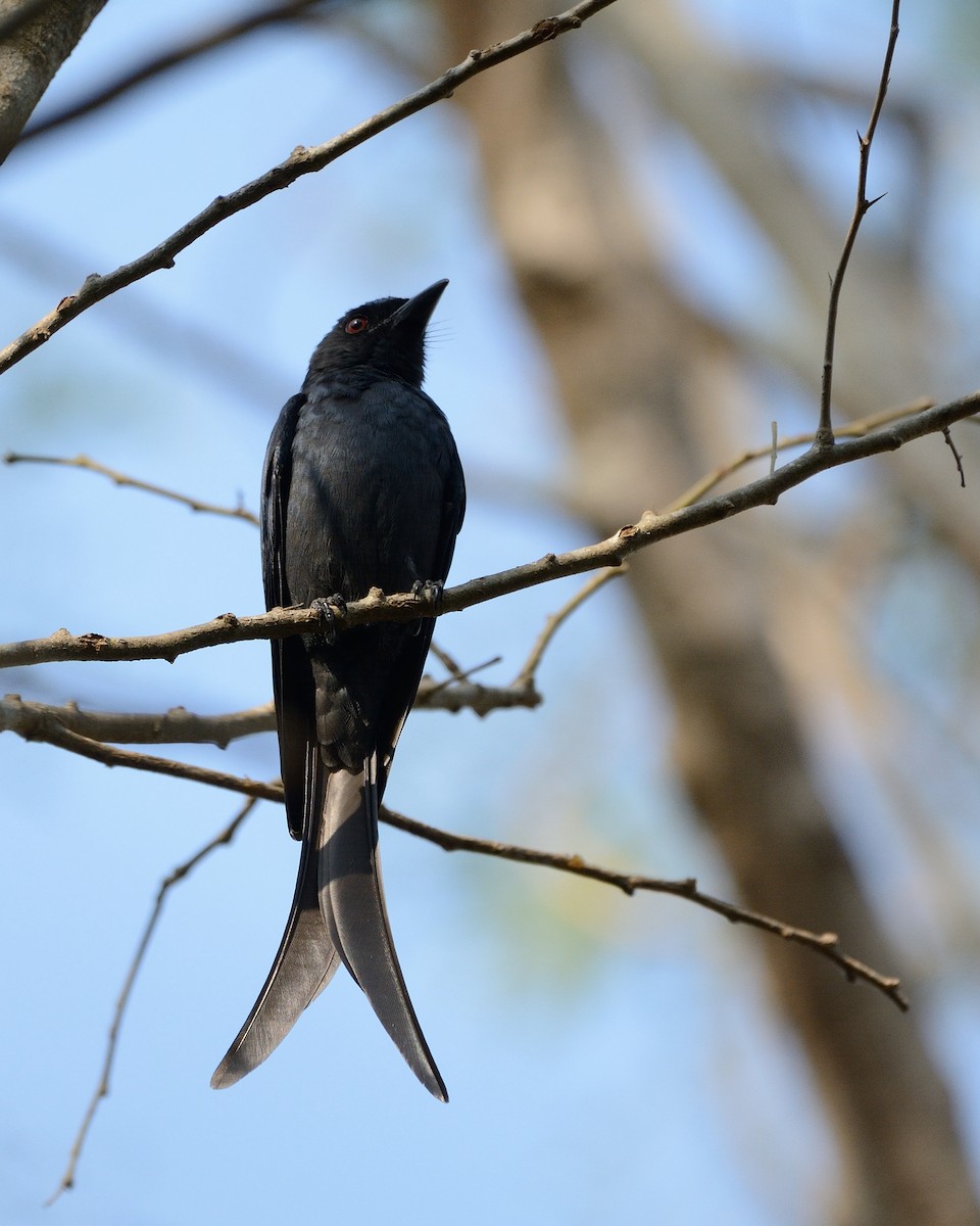 Ashy Drongo - Sanjay Malik