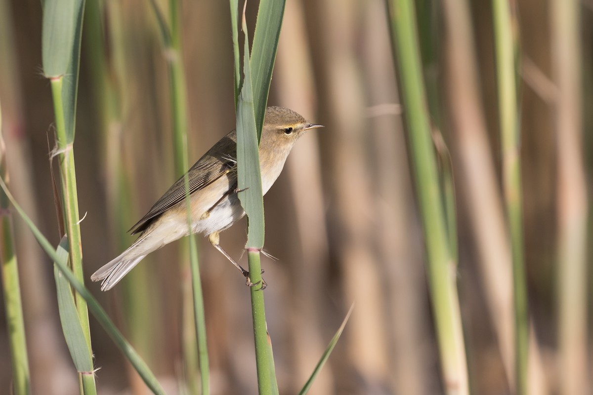 Common Chiffchaff (Common) - ML83391041