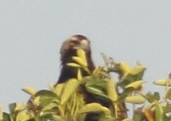 Imperial Eagle - Savio Fonseca (www.avocet-peregrine.com)
