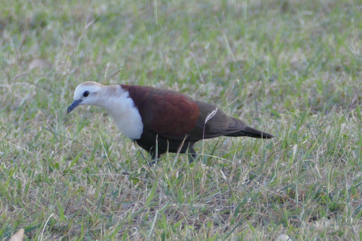 White-throated Ground Dove - ML83391921