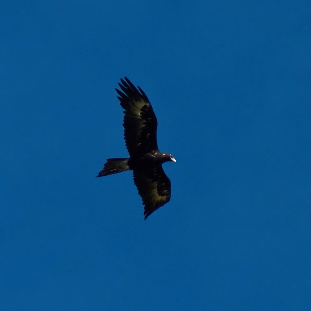 Wedge-tailed Eagle - ML83392411