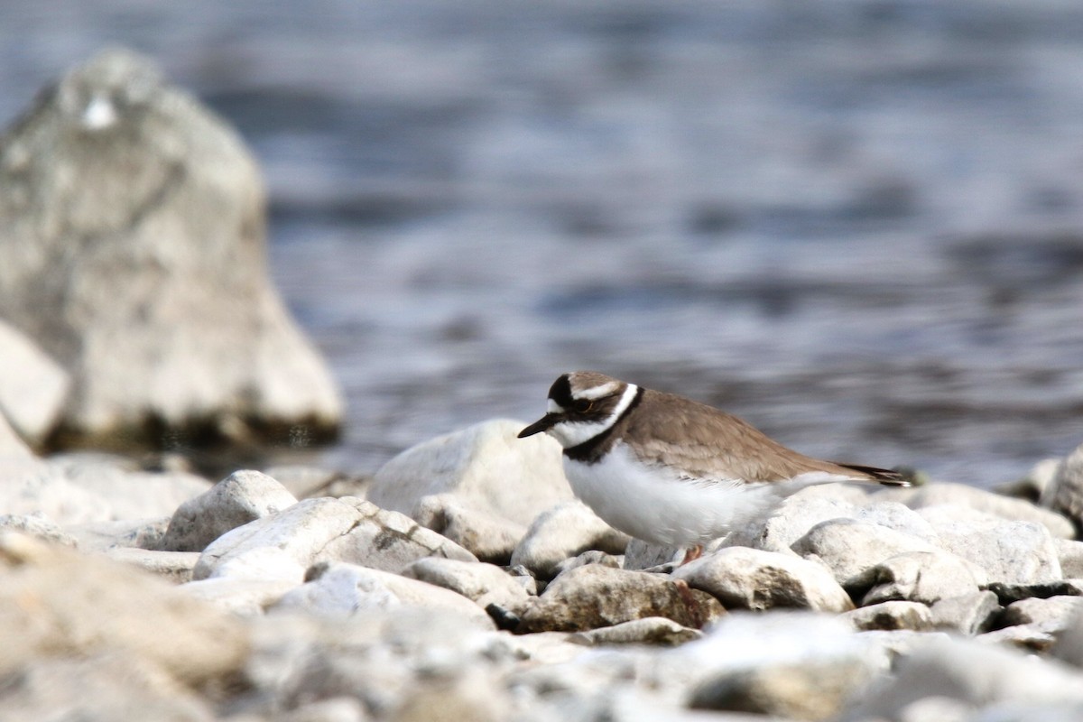 Long-billed Plover - ML83394191