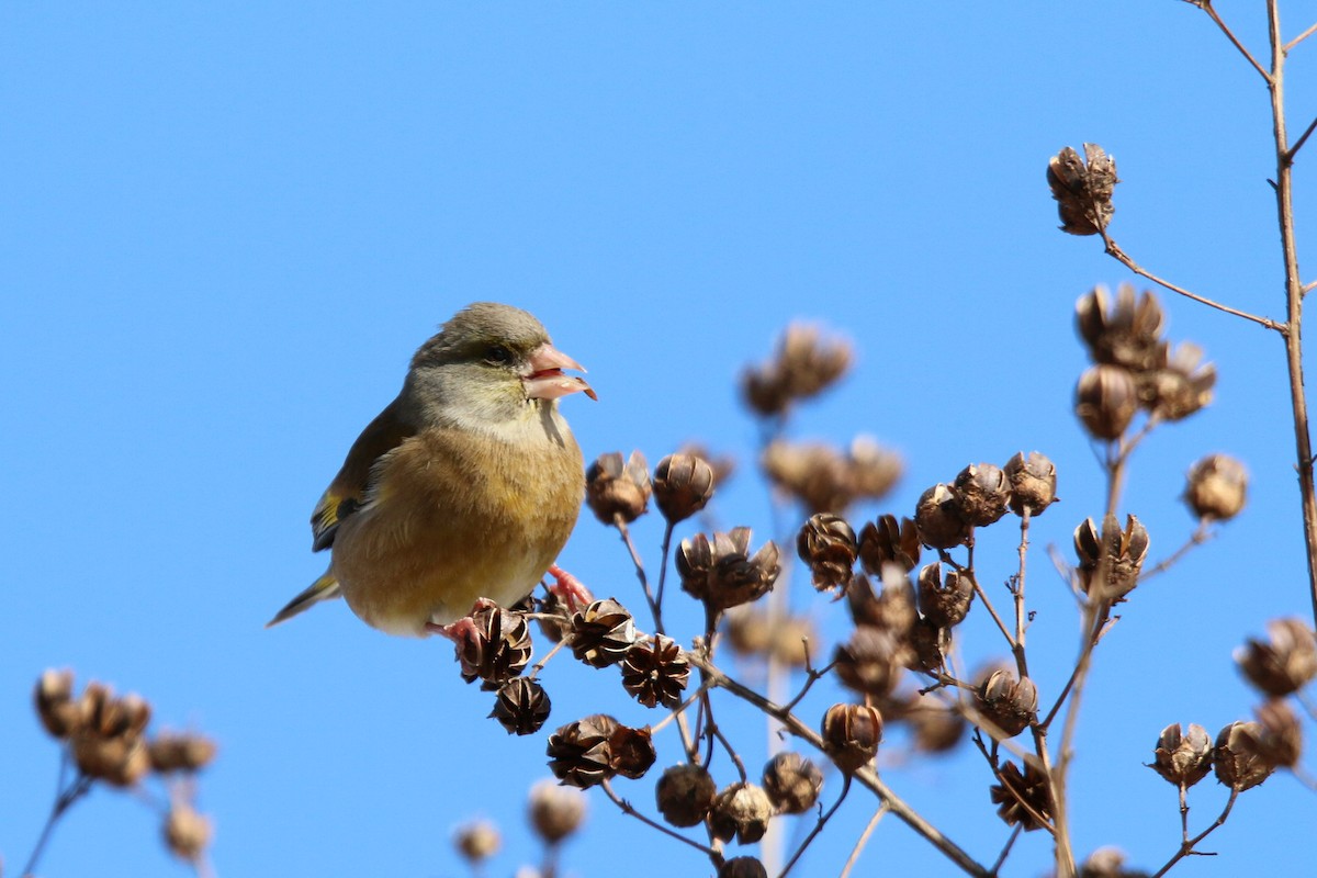 Oriental Greenfinch - ML83394301