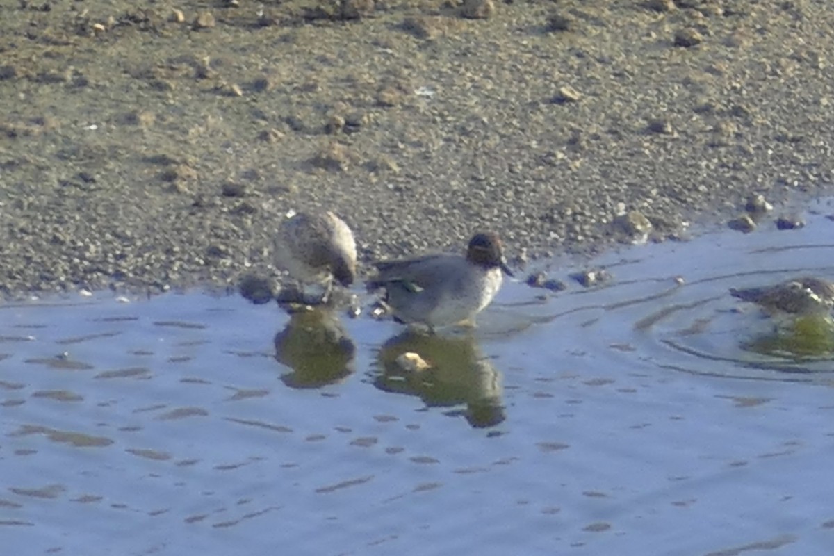 Green-winged Teal - ML83394471