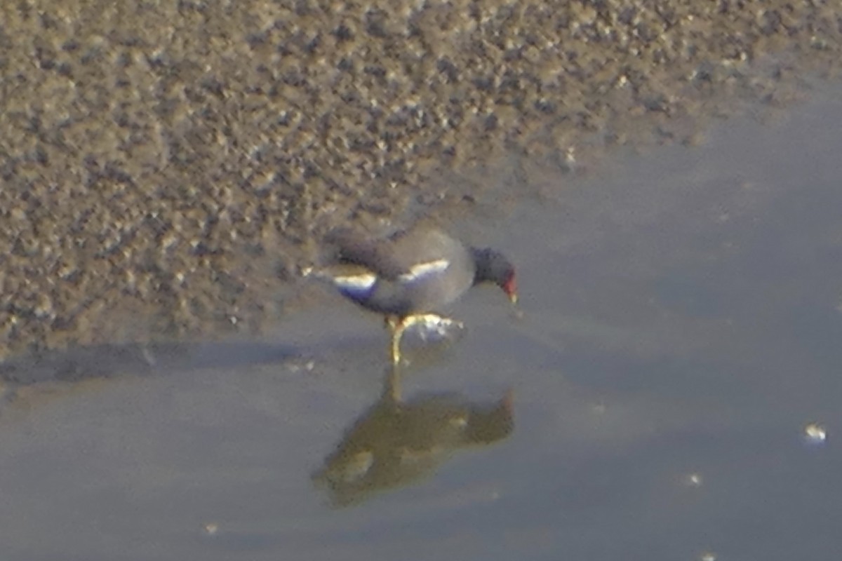 Eurasian Moorhen - ML83394571